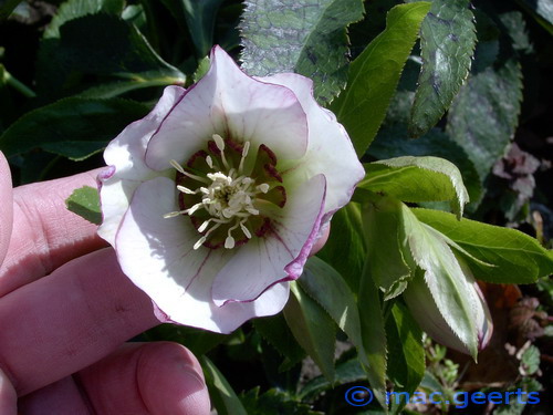 helleborus hybr